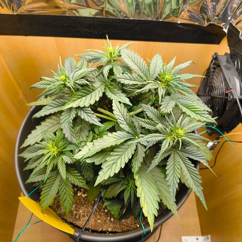 Gisela  growlog timeline photo