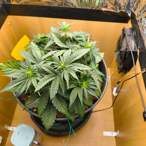 Gisela  growlog timeline photo