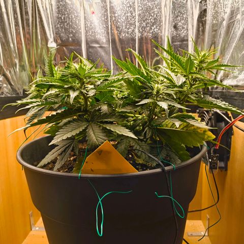 Gisela  growlog timeline photo