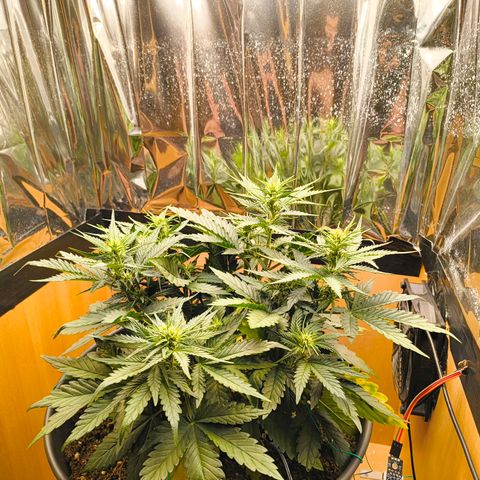 Gisela  growlog timeline photo