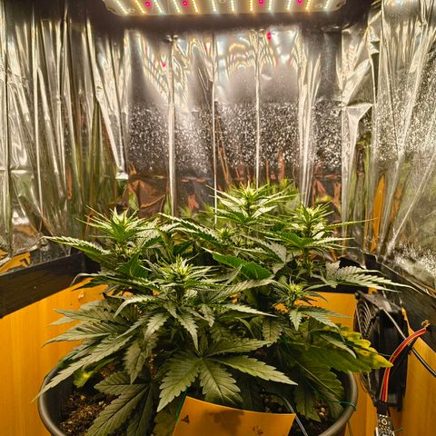 Gisela  growlog timeline photo