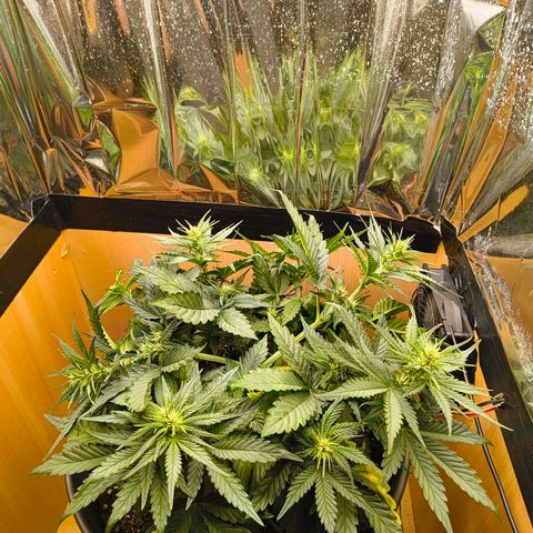 Gisela  growlog timeline photo