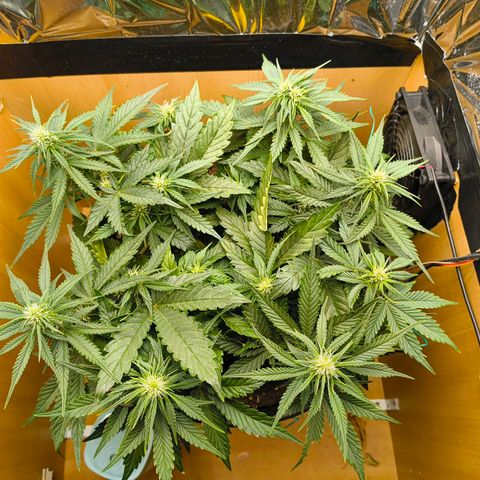 Gisela  growlog timeline photo