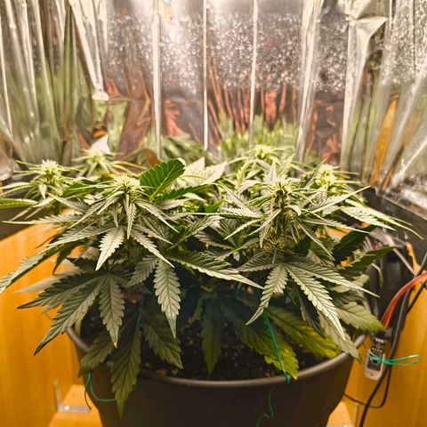Gisela  growlog timeline photo