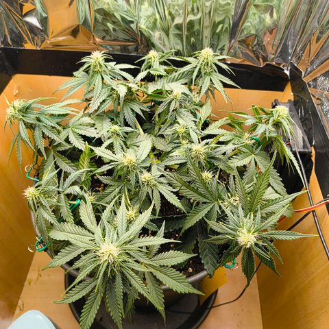 Gisela  growlog timeline photo