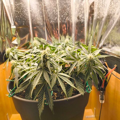 Gisela  growlog timeline photo