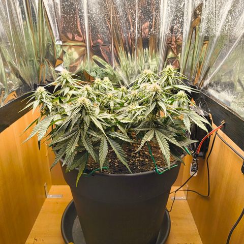 Gisela  growlog timeline photo