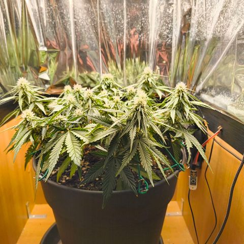 Gisela  growlog timeline photo