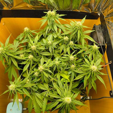 Gisela  growlog timeline photo