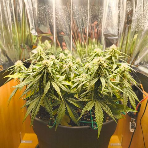 Gisela  growlog timeline photo