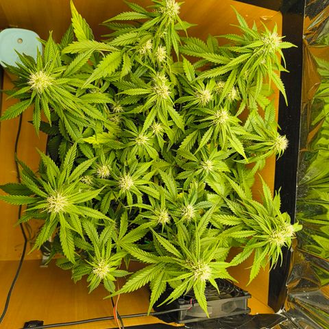 Gisela  growlog timeline photo
