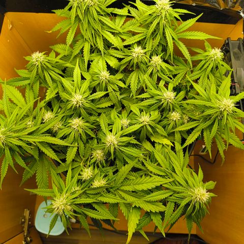 Gisela  growlog timeline photo