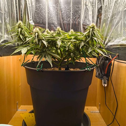 Gisela  growlog timeline photo