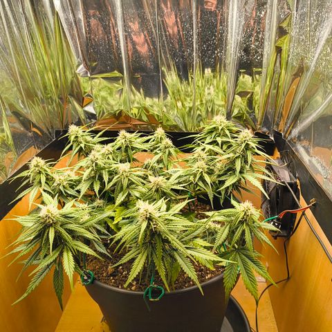 Gisela  growlog timeline photo