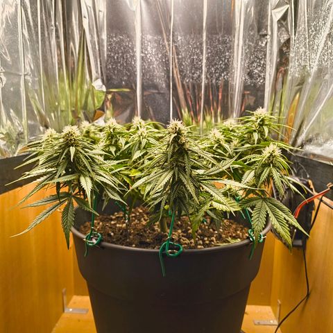 Gisela  growlog timeline photo