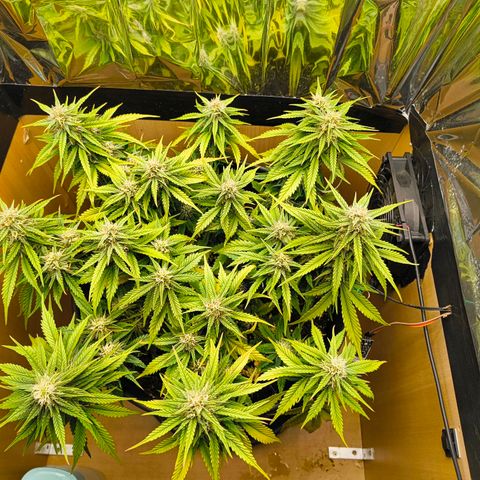 Gisela  growlog timeline photo