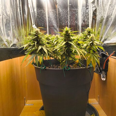 Gisela  growlog timeline photo