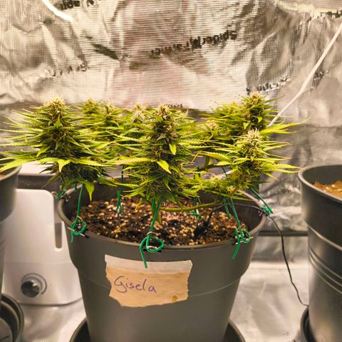 Gisela  growlog timeline photo