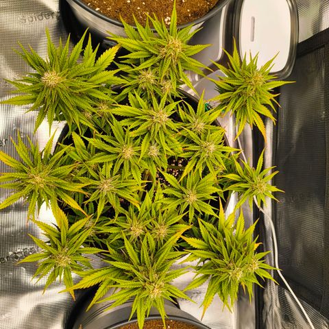 Gisela  growlog timeline photo