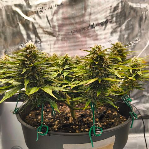 Gisela  growlog timeline photo