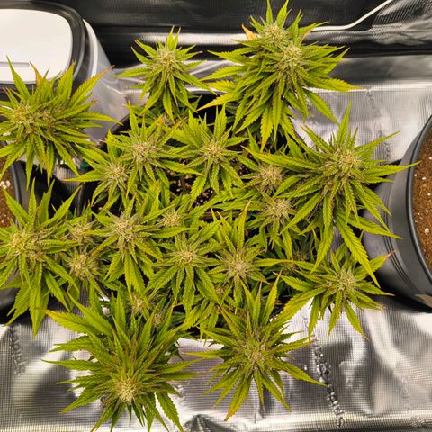 Gisela  growlog timeline photo