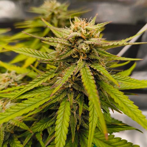 Gisela  growlog timeline photo