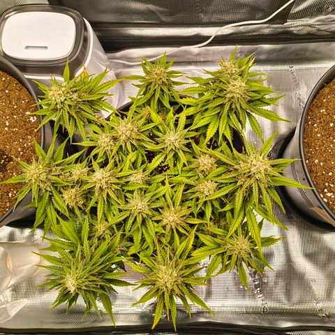 Gisela  growlog timeline photo