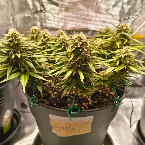 Gisela  growlog timeline photo