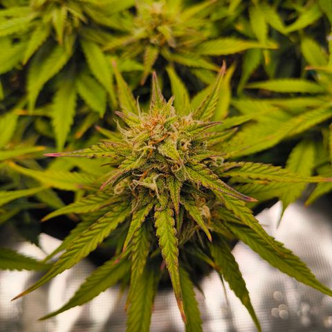 Gisela  growlog timeline photo