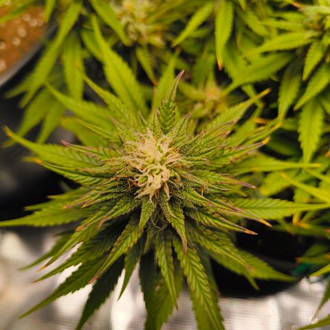 Gisela  growlog timeline photo