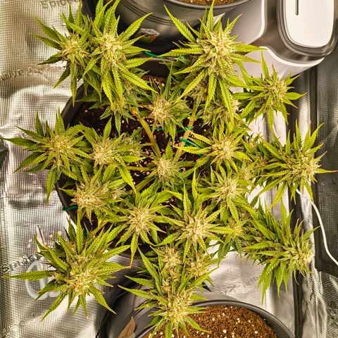 Gisela  growlog timeline photo