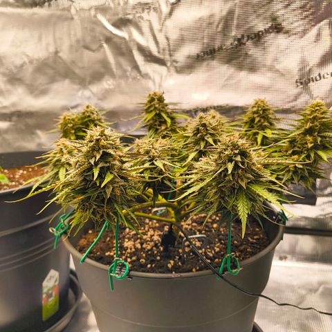 Gisela  growlog timeline photo
