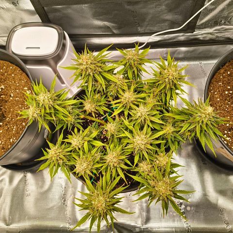 Gisela  growlog timeline photo