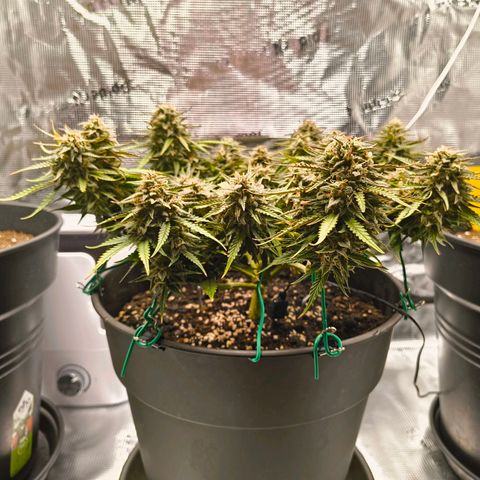 Gisela  growlog timeline photo