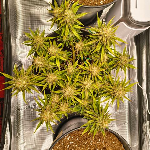 Gisela  growlog timeline photo