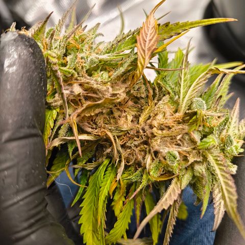 Gisela  growlog timeline photo