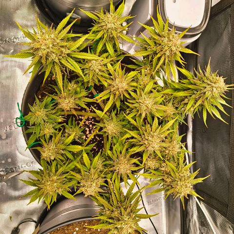 Gisela  growlog timeline photo