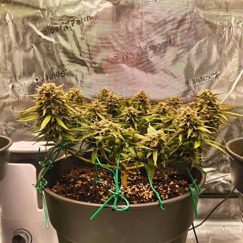 Gisela  growlog timeline photo