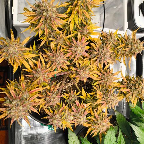 Gisela  growlog timeline photo