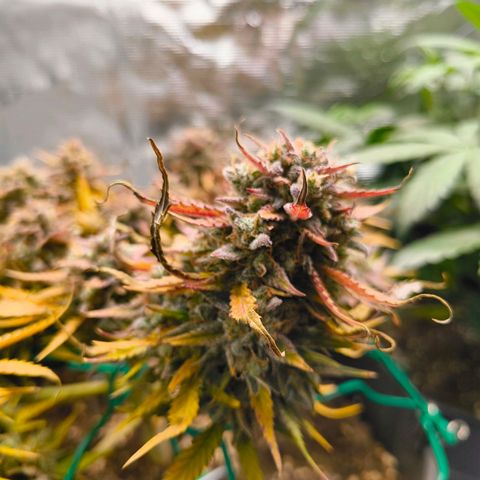 Gisela  growlog timeline photo