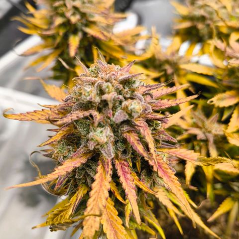 Gisela  growlog timeline photo