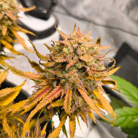 Gisela  growlog timeline photo