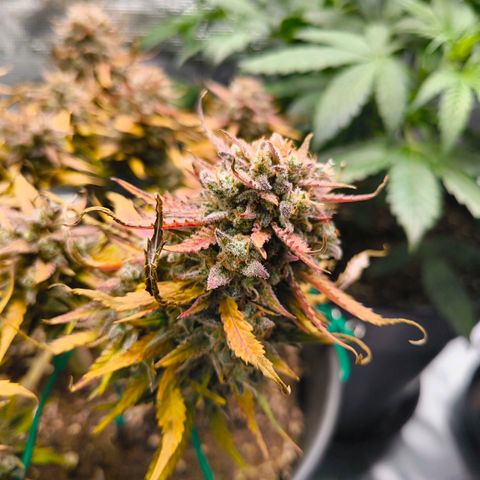 Gisela  growlog timeline photo