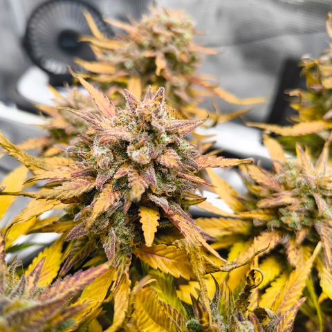 Gisela  growlog timeline photo