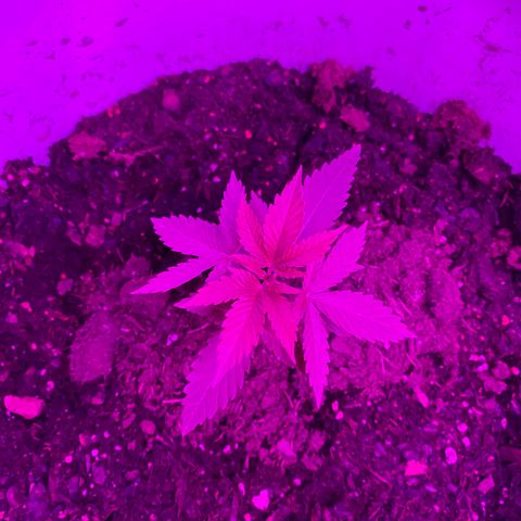 Special Kush #1 growlog timeline photo