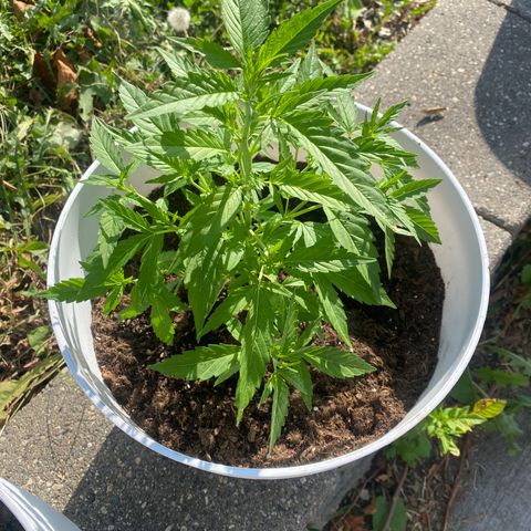 Special Kush #1 growlog timeline photo
