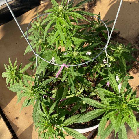 Special Kush #1 growlog timeline photo