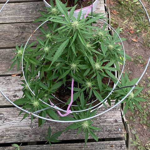 Special Kush #1 growlog timeline photo