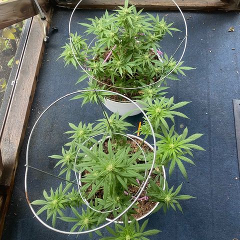 Special Kush #1 growlog timeline photo