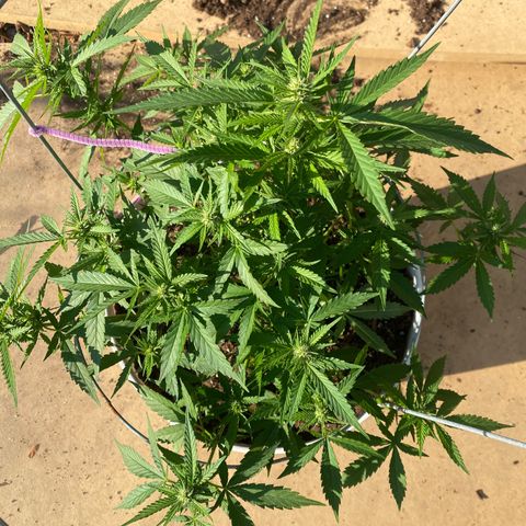 Special Kush #1 growlog timeline photo